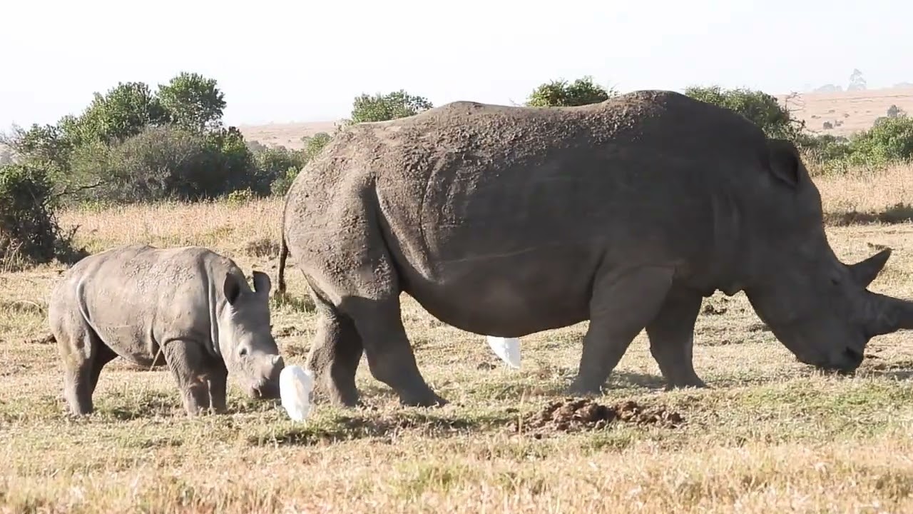 Playful little baby white rhino #viral #babyanimal #wildlife #rhinos #nature #trending #endangered 
