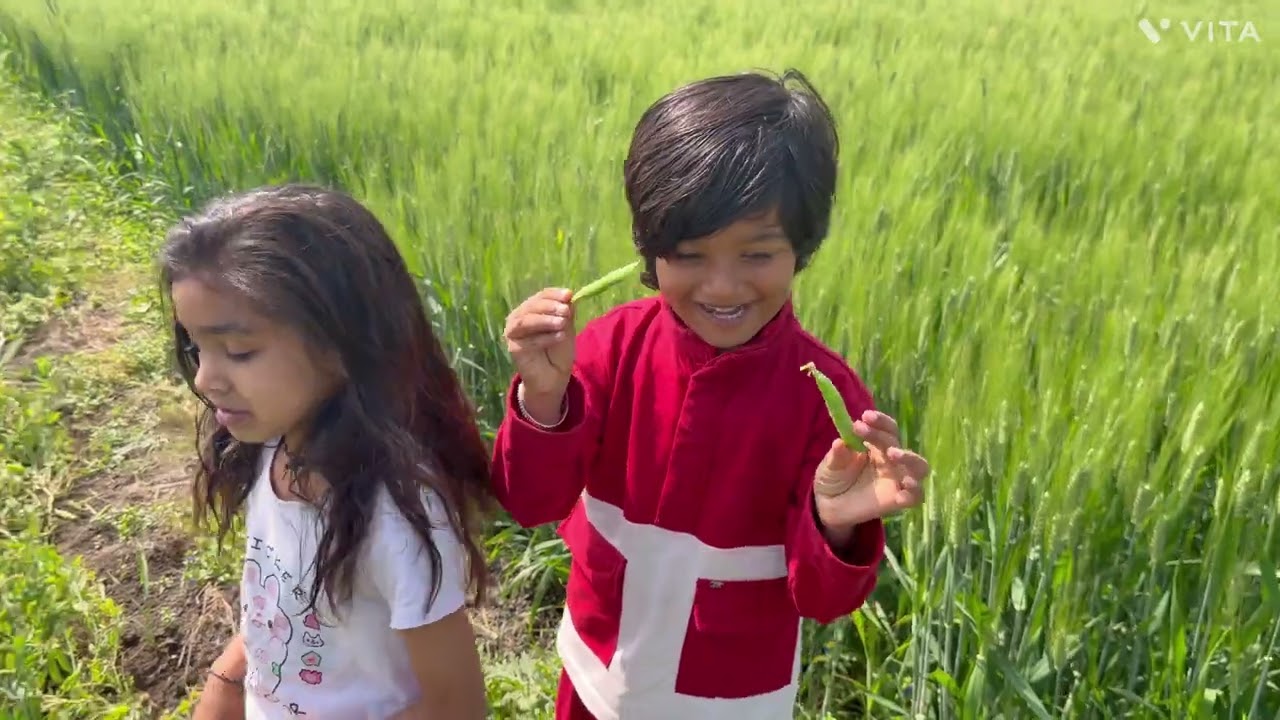 Aadu nana Ji Ke ghar Khet #funny #lifeisbutadream #automobile #shortvideo#edit ￼￼