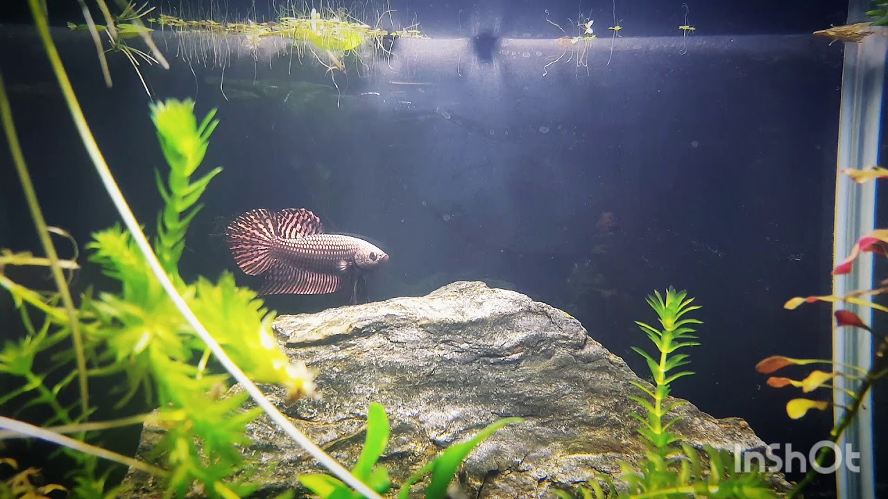Betta Splendens Alien Copper - 