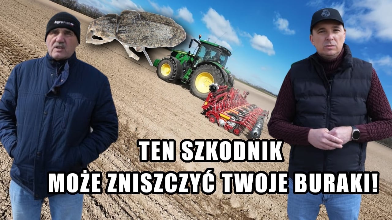 W tym roku plantator&oacute;w buraka cukrowego czeka prawdziwa plaga? Jak walczyć z szarkiem komośnikiem?
