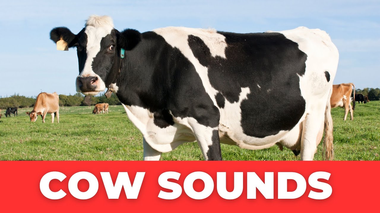 Amazing Cow Sounds: Real Mooing and Lowing