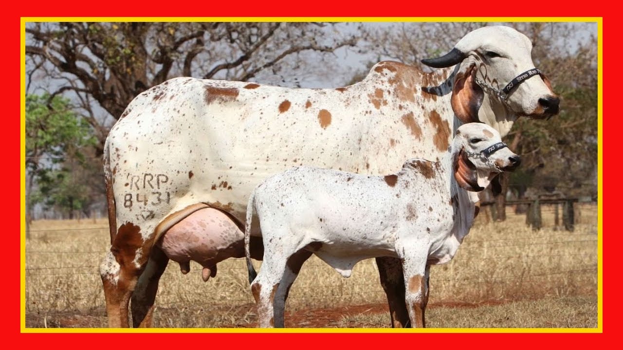 Gir 🔴 3 TIPOS DE UBRES EN VACAS Vacas Lecheras y Carnicas (gado leitero)