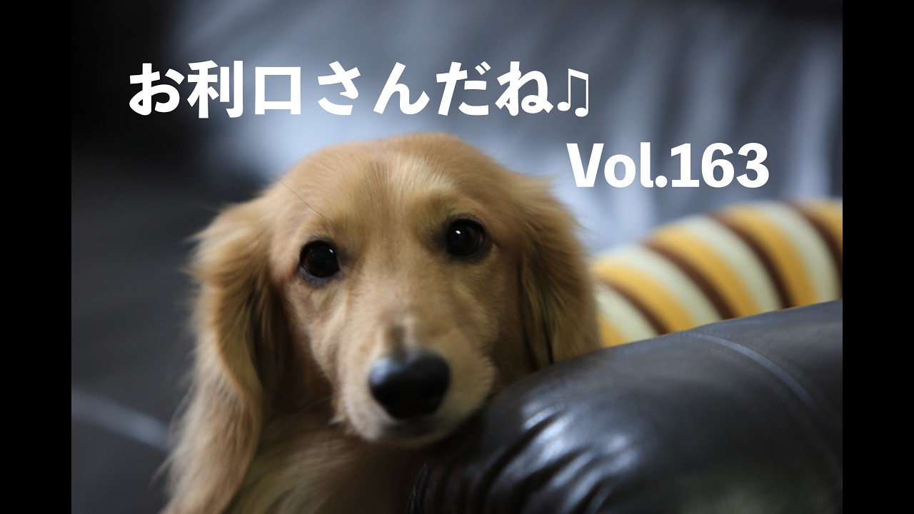 お利口さんだね♫ Vol.163