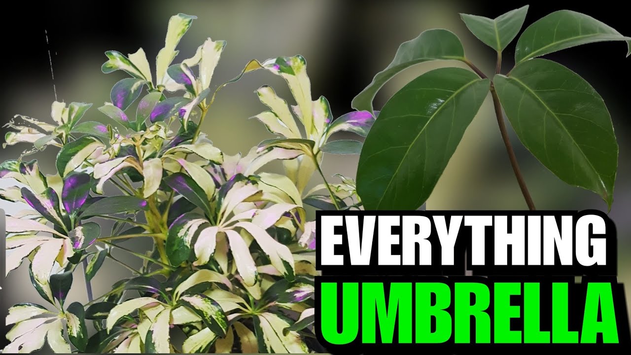 Все, что вам нужно знать о зонтичном дереве (Schefflera arboricola) (Schefflera actinophylla)