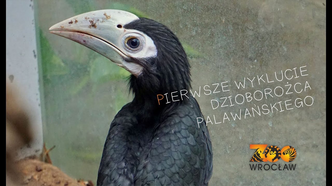 Pierwsze wyklucie dzioborożca palawańskiego
