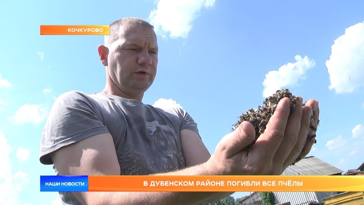 В Дубенском районе погибли все пчёлы