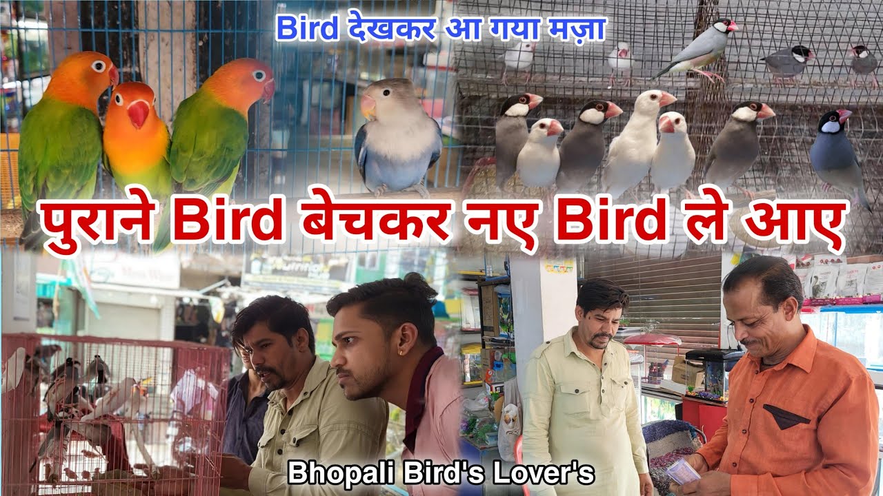 purane Bird beche naye Bird kharide 🤩🤩🐦🐦 #bird