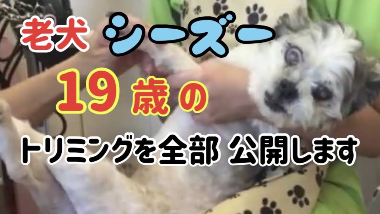 【老犬】19歳シーズーのトリミングの全部です。動画の最後に20歳になった写真があります。