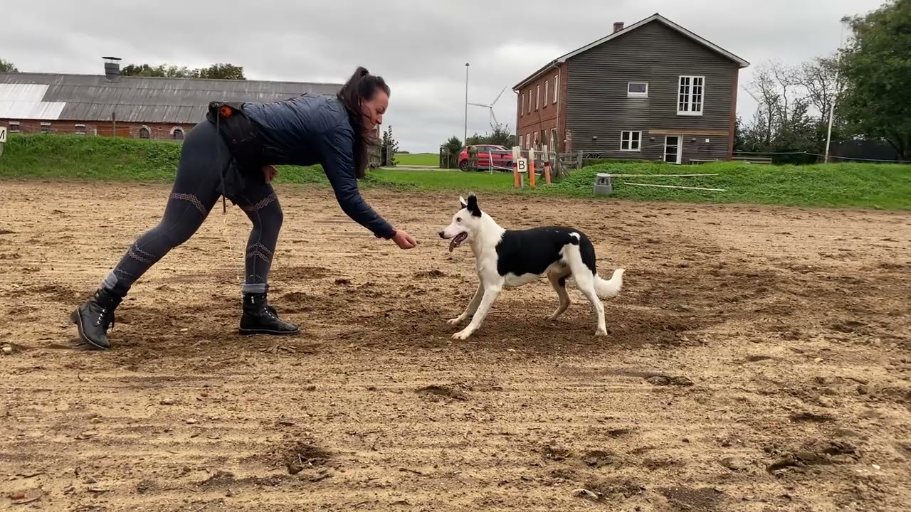 Lydighed - Obedience training - fci obedience