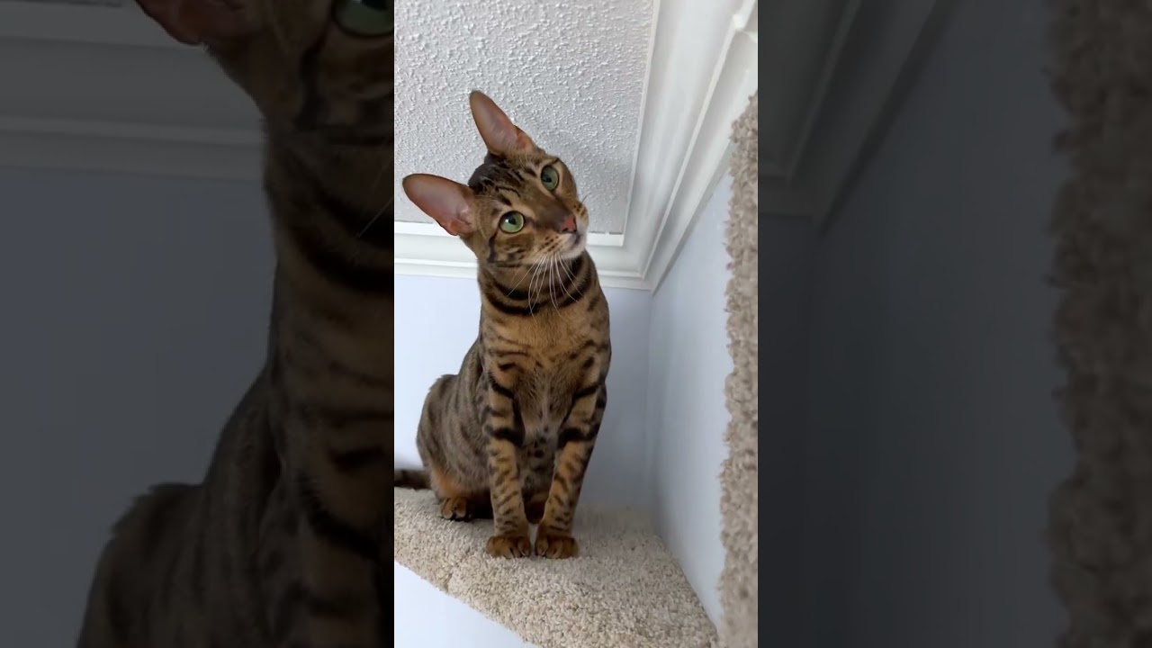 Carpet Wall for a Cat #cat