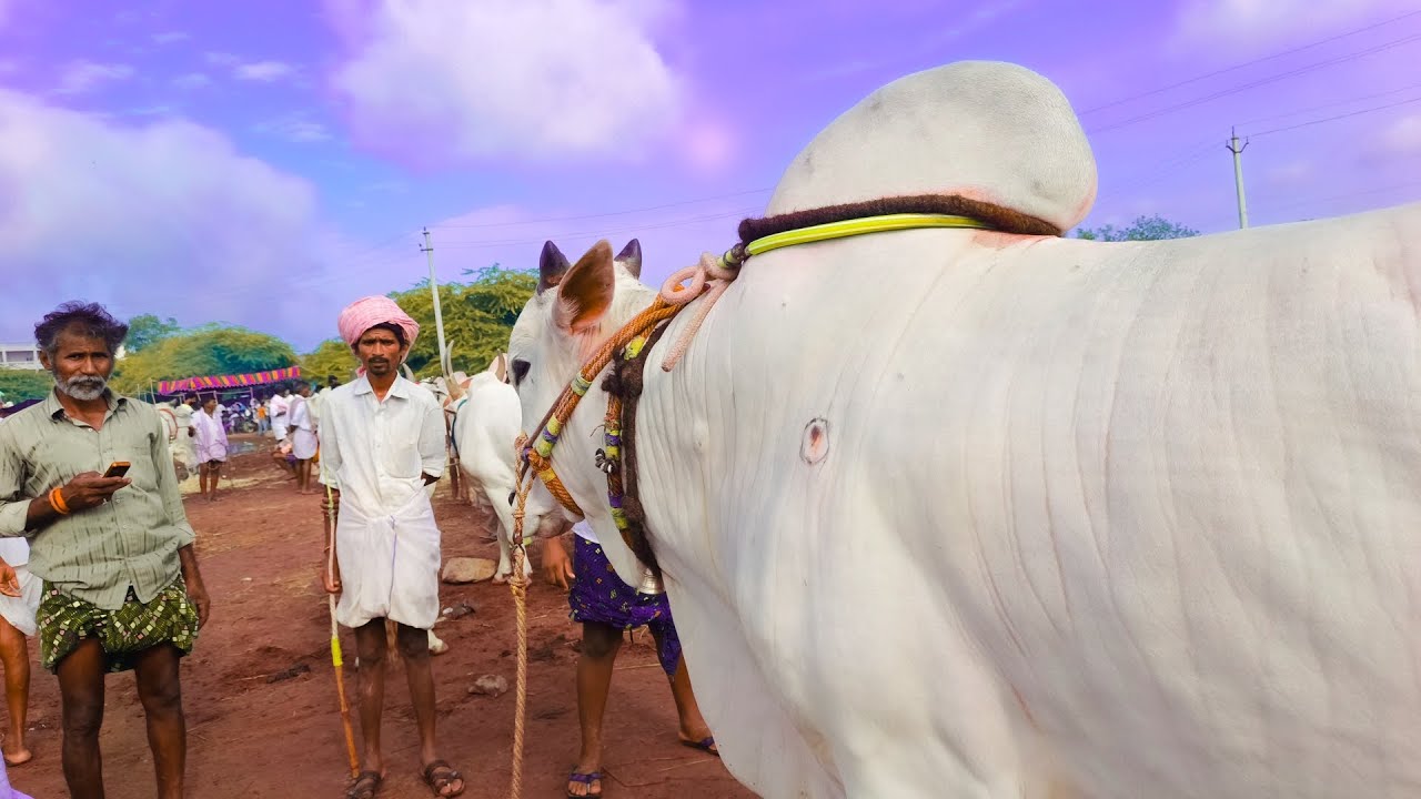 పెబ్బేరు సంతలో పెద్ద సైజు ఒంగోలు జాతి ఎద్దు ధర ఎంతో తెలుసుకుందాం-pebbair bulls market-ox videos-oxen