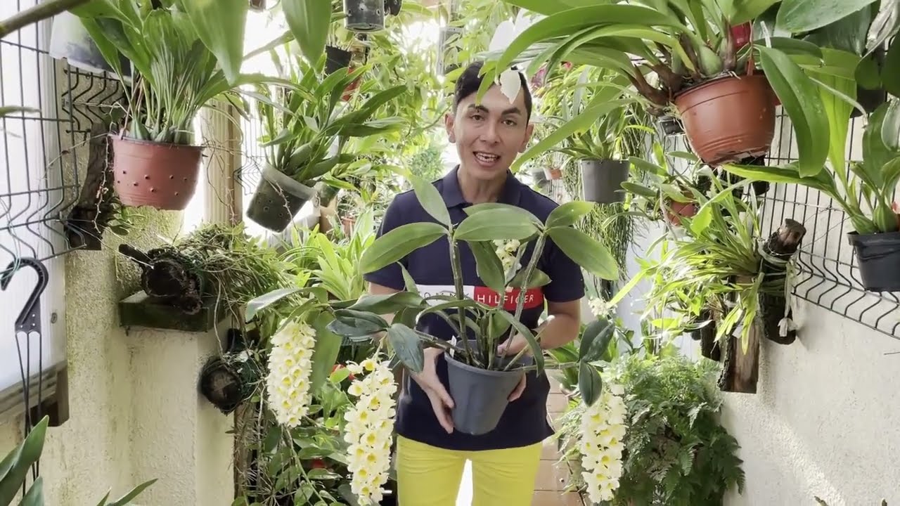 Dendrobium Densiflorum(Seguimiento floracion y Cuidados)