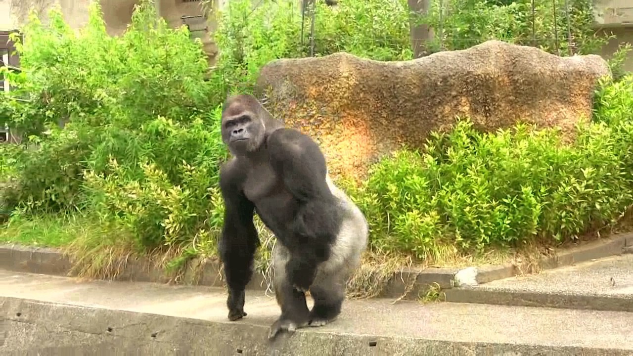 クレーン 車を警戒するシャバーニ　Shabani wary of crane car