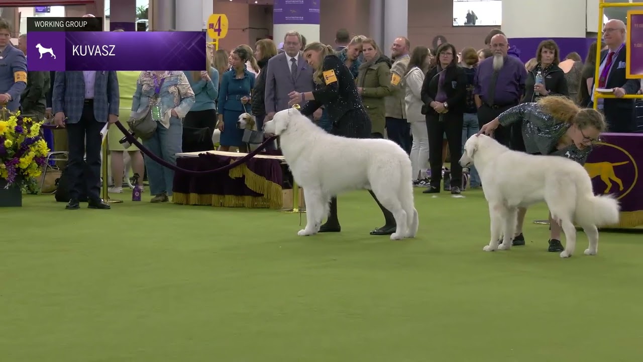 Kuvaszok | Breed Judging 2025