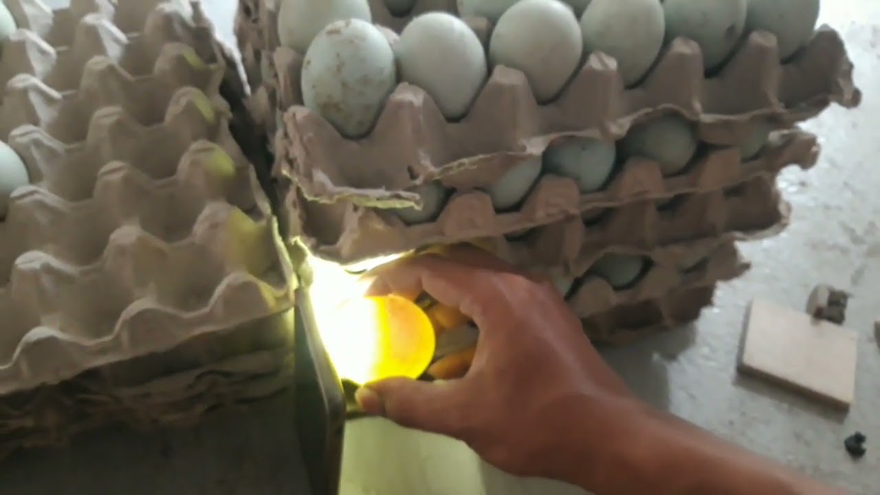 Cara Memilih Telur Bebek Yang Baru dan Baik Untuk di Tetaskan Pada Mesin Penetas Telur Bebek