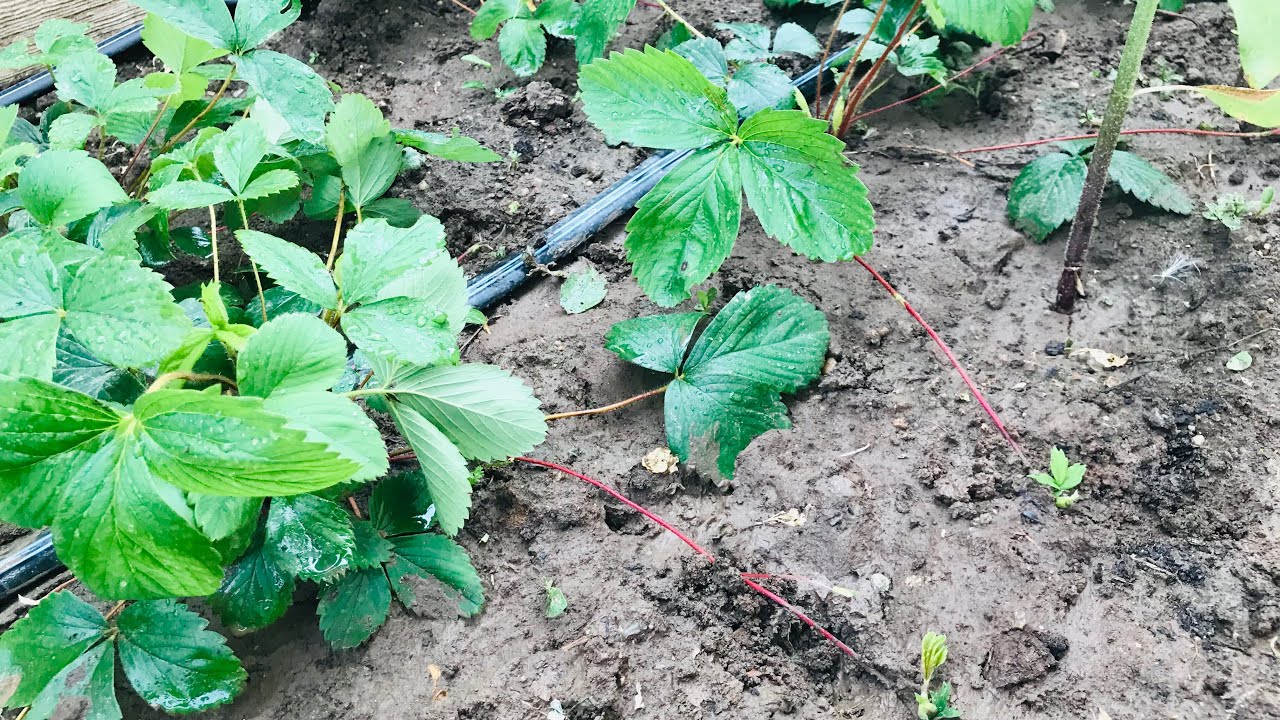 Cilek Nasil Cogaltilir/koldan Cilek Fidesi Uretimi/bahcede Cilek Uretimi Nasil Olur