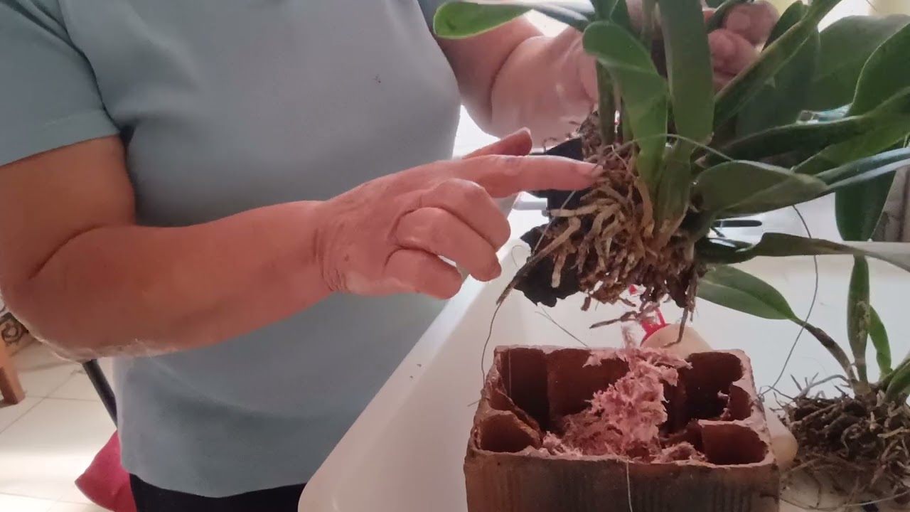 Fazendo replante da catelleya no vaso de tijolo vejam que bom que ficou!