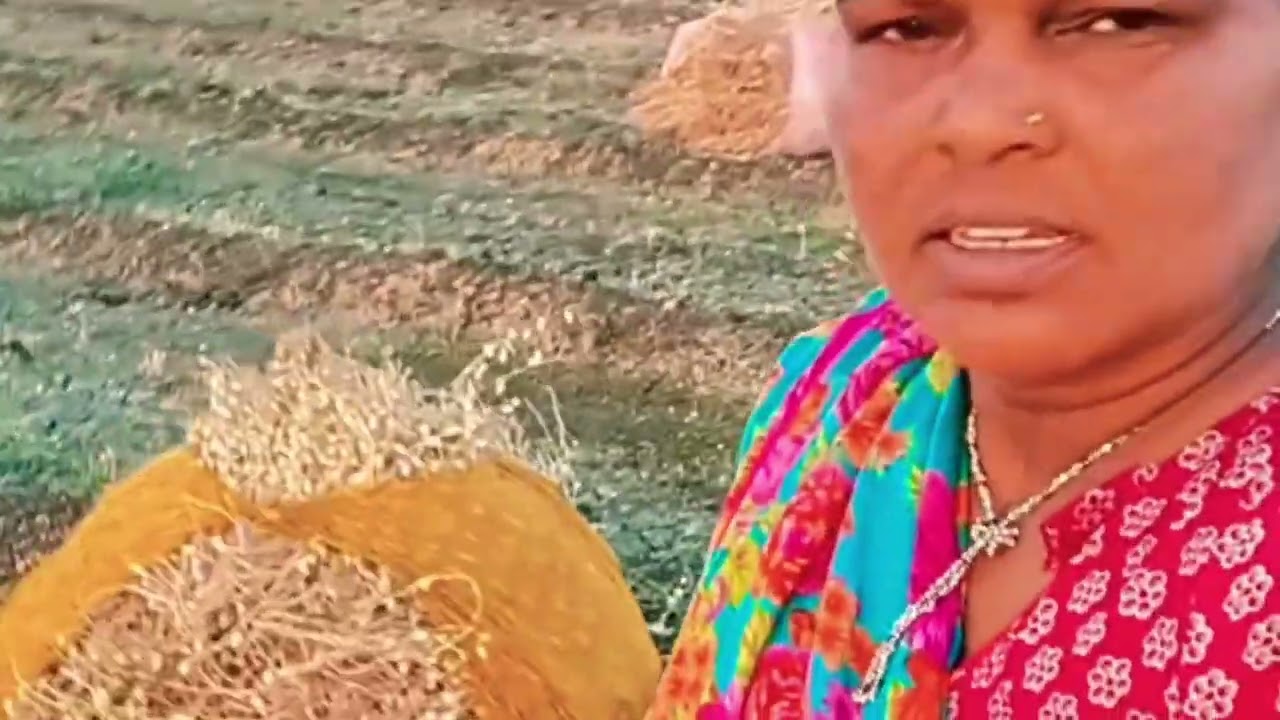 આખા ખેતર મા ગાહડિયું બાંધી 