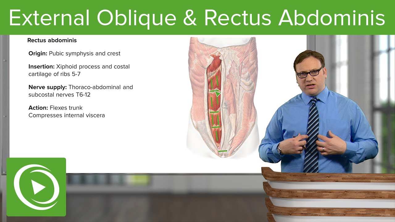 External Oblique & Rectus Abdominis Muscle &ndash; Anatomy | Lecturio