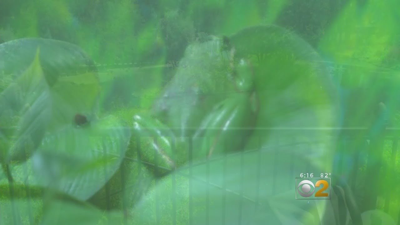How Do You Grow A Toad? Just Add Water