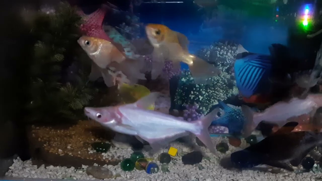MY PET