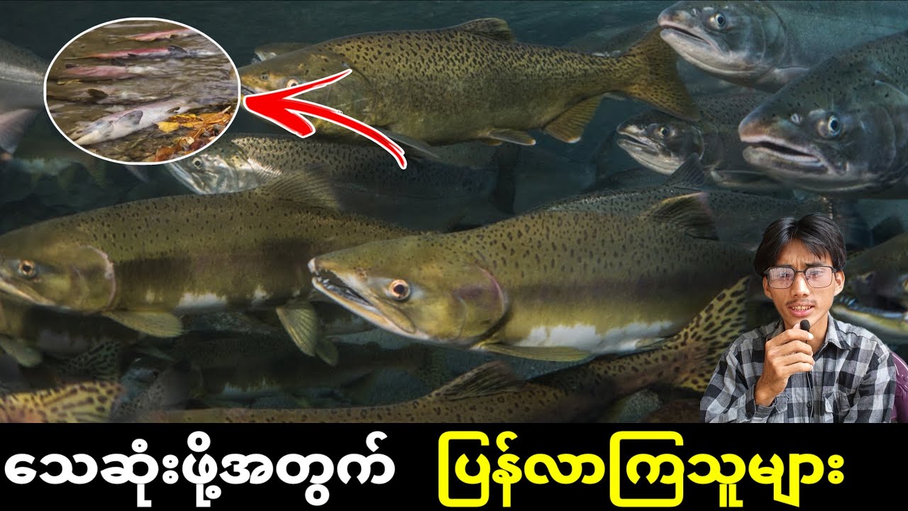 သေဖို့အတွက် အိမ်ပြန်လာကြတဲ့ ဆယ်လပ်မွန်များ #salmon