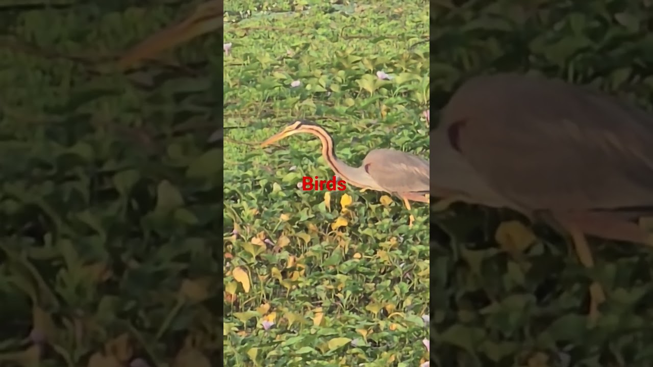Birds  