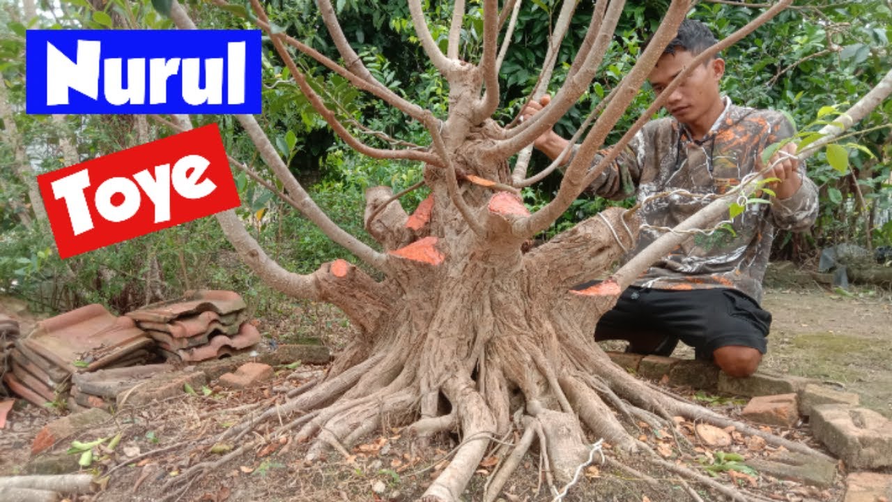 Hasilkan Cuan Puluhan Juta Cuma Dari Halaman Rumah | Kimeng Gabungan Nurul Toye