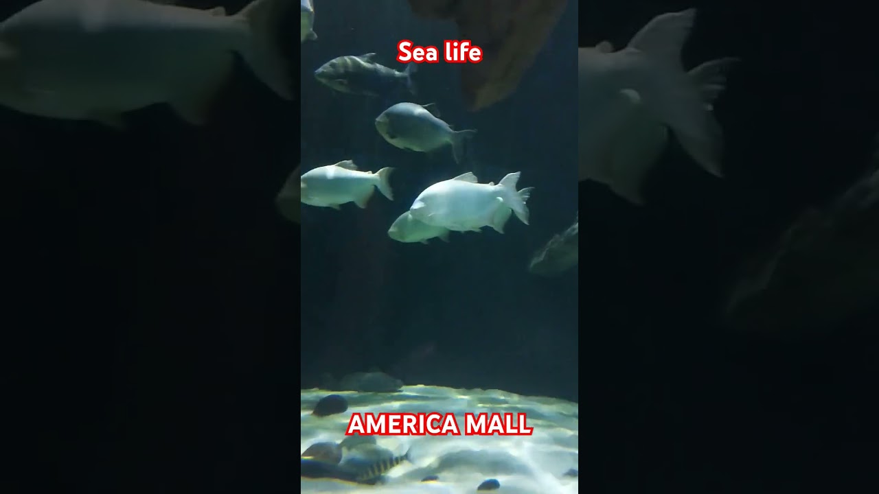 sea life at America Mall #sealife #Americamall