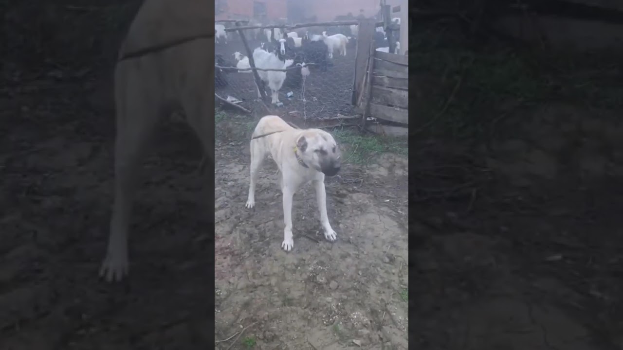 Aslanlar efsane maşallah 