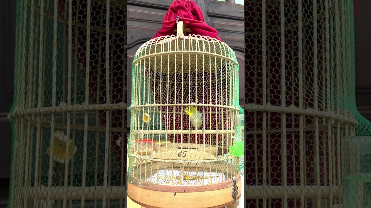 Chim vành khuyên líu mau mỏ 700k lh 0376/360-666
