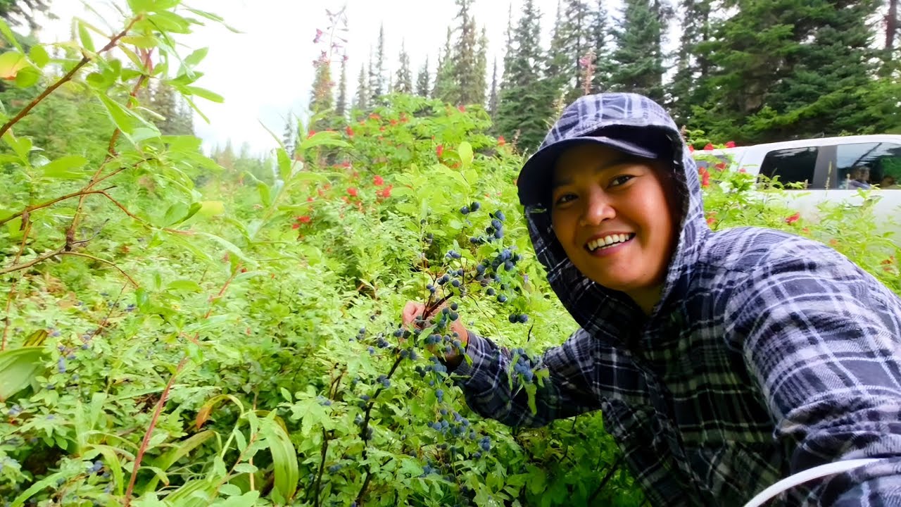 Kahit Walang Tinanim May Naani Din! | Picking Wild Blueberries! | Nature's Bounty!