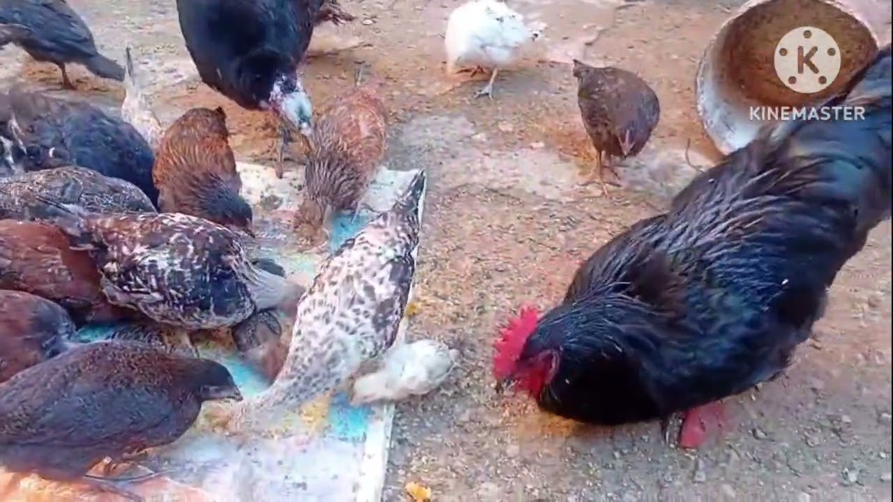 جزء تاني من تربية دجاج 🐔 و صور ولقطات جميلة الطبيعة البادية 😍💚