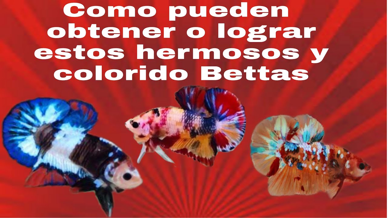 Cuáles hembra elijo para obtener esto hermoso y colorido Bettas