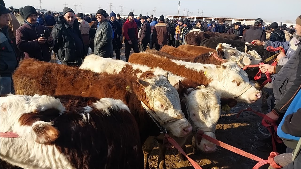 28.01.2026 BOQMA BUQACHALARNI ZURLARI CHIQDI QARSHI KARVON MOL BOZORIGA 