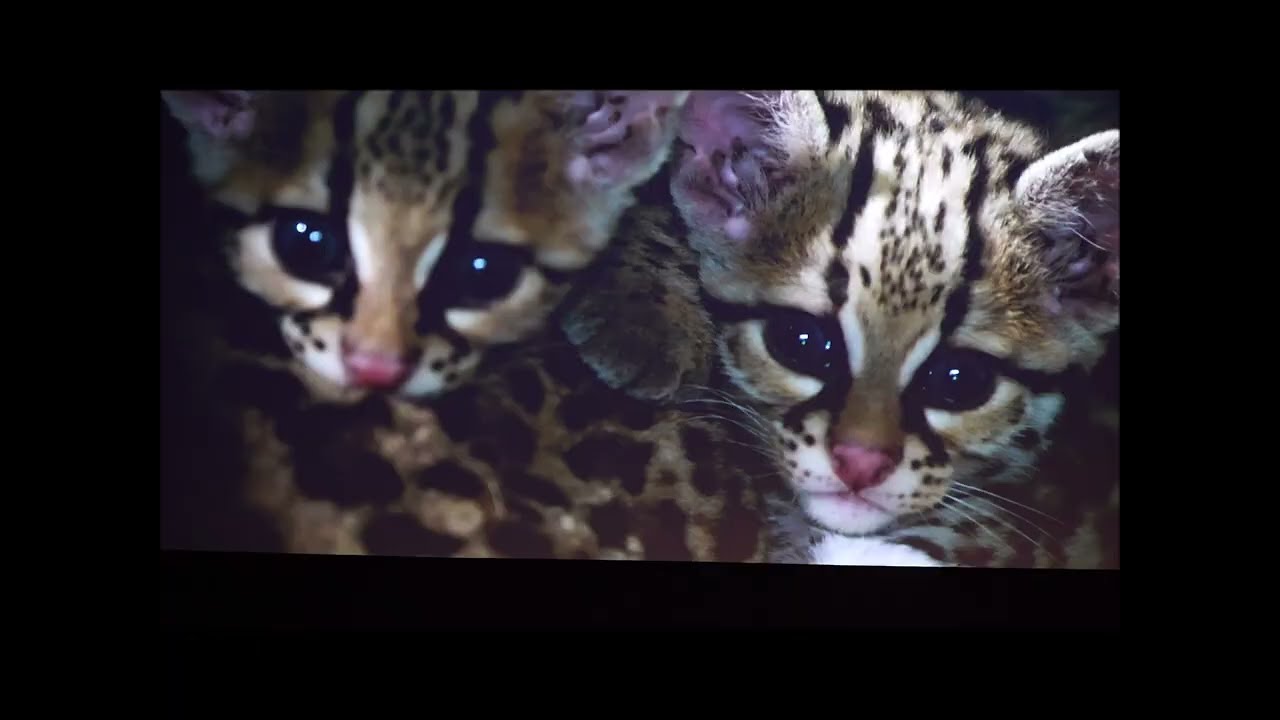 Wild Kittens - Cuteness Overload