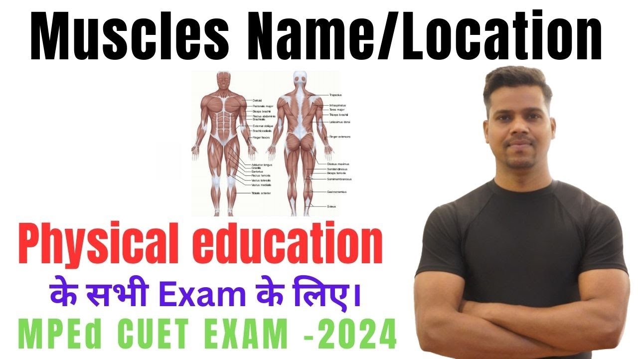 Muscular system//Muscle location//identification//All Physical education exam CUET 2024