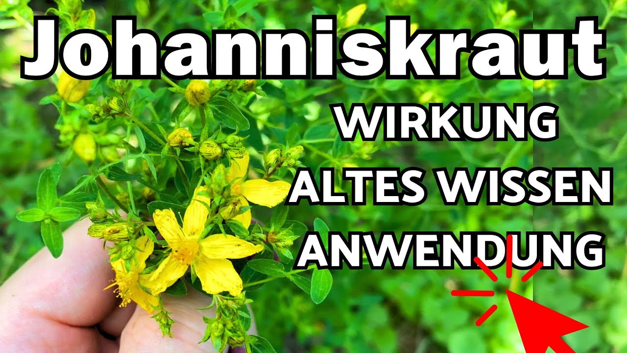 Johanniskraut Wirkung, Anwendung & altes Wissen 🌞 Hypericum perforatum