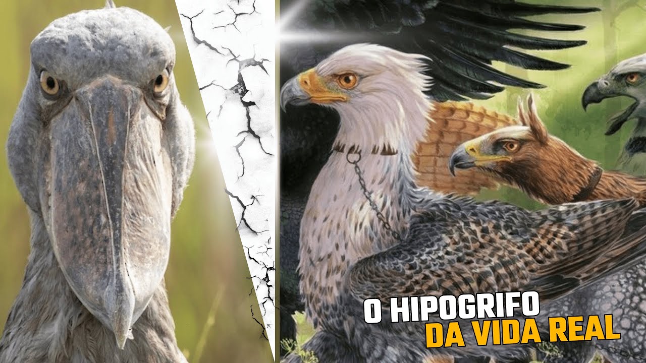CEGONHA-BICO-DE-SAPATO: Um Fóssil Vivo da Natureza - Balaeniceps rex