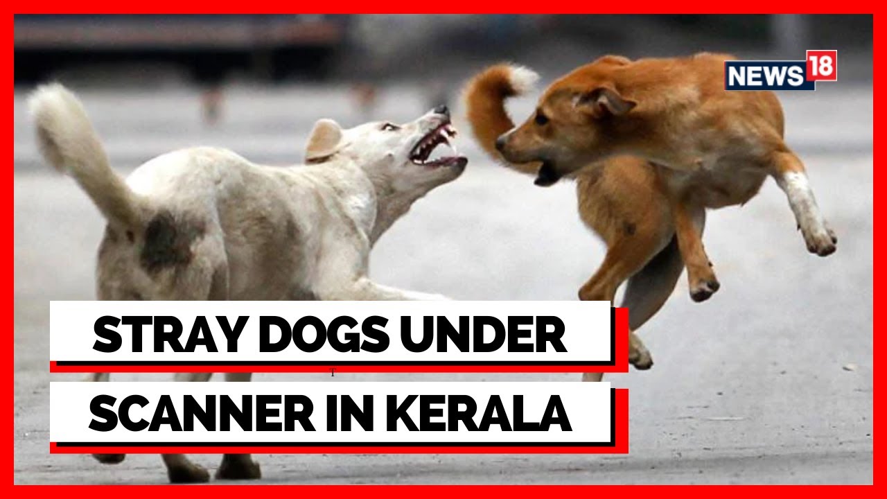 Kerala Stray Dog Attack | Stray Dog Problem In India | Kerala News Today | English News | News18