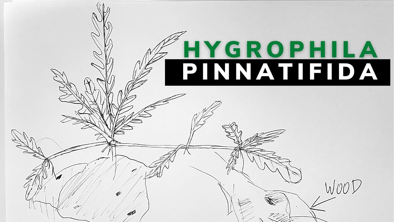 How to Aquascape with Hygprophila Pinnatifida: This one's for you Sergio S.☯︎