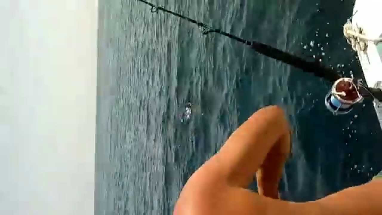 pesca de atún alistado picada al currican en la costa de huelva