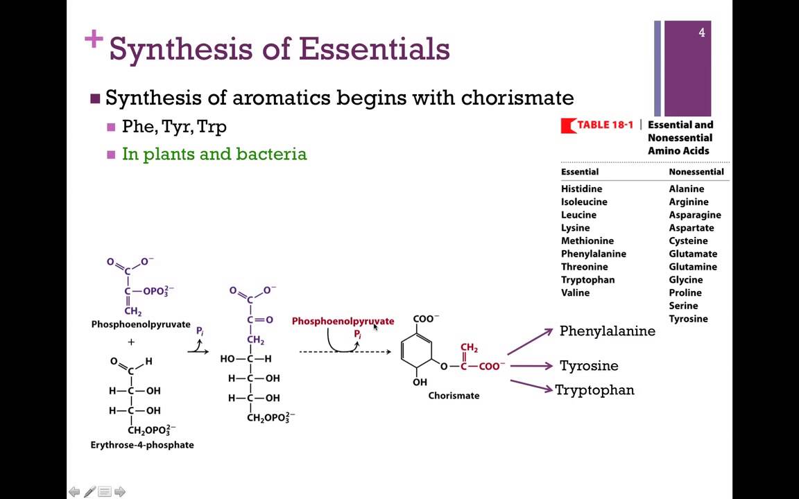 137-Synthesis of Essential Amino Acids