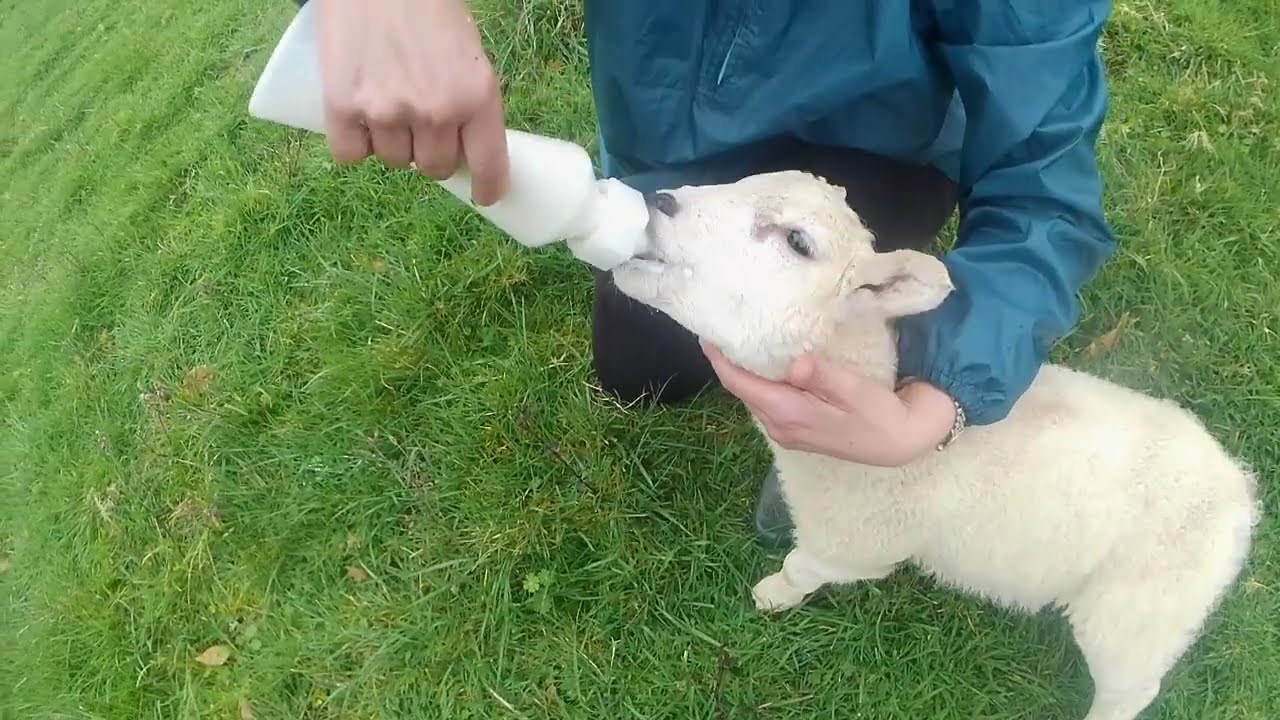 Episode 19 Bummer lamb care “ewe rejects lamb what to do”