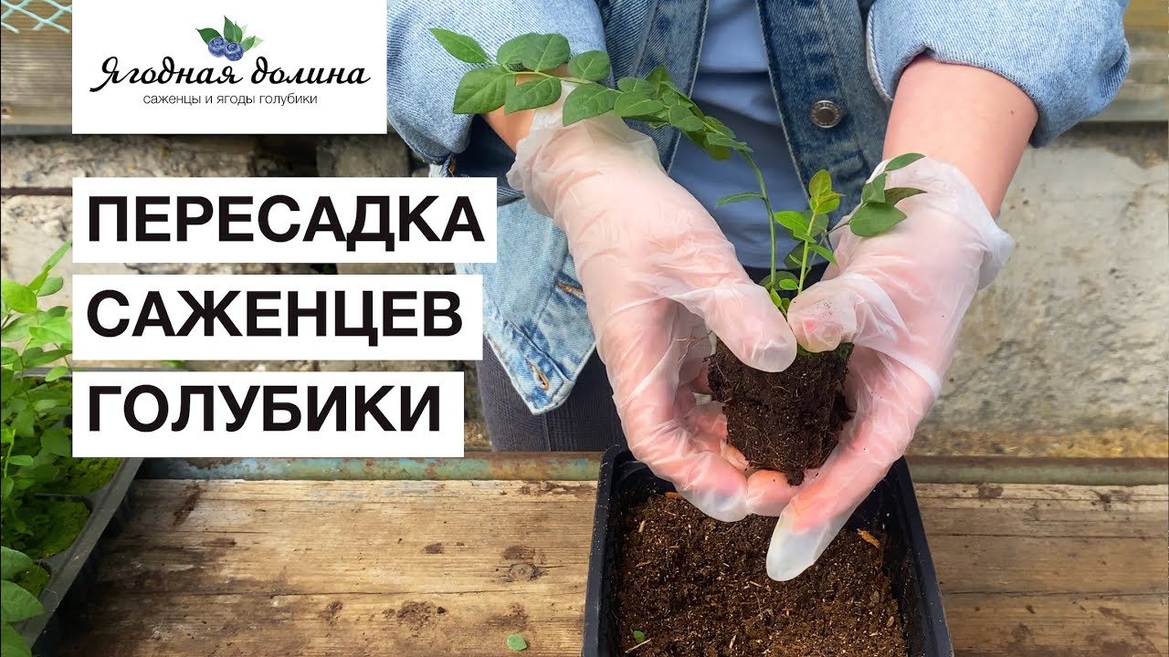 Правильная пересадка саженцев голубики | Ягодная долина