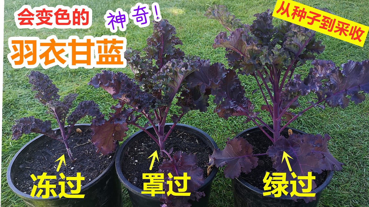 对比3颗不同生长环境的羽衣甘蓝, 从种子到收获, 可再连续采收几个月, 如何采收？Planting kale from seeds to harvest