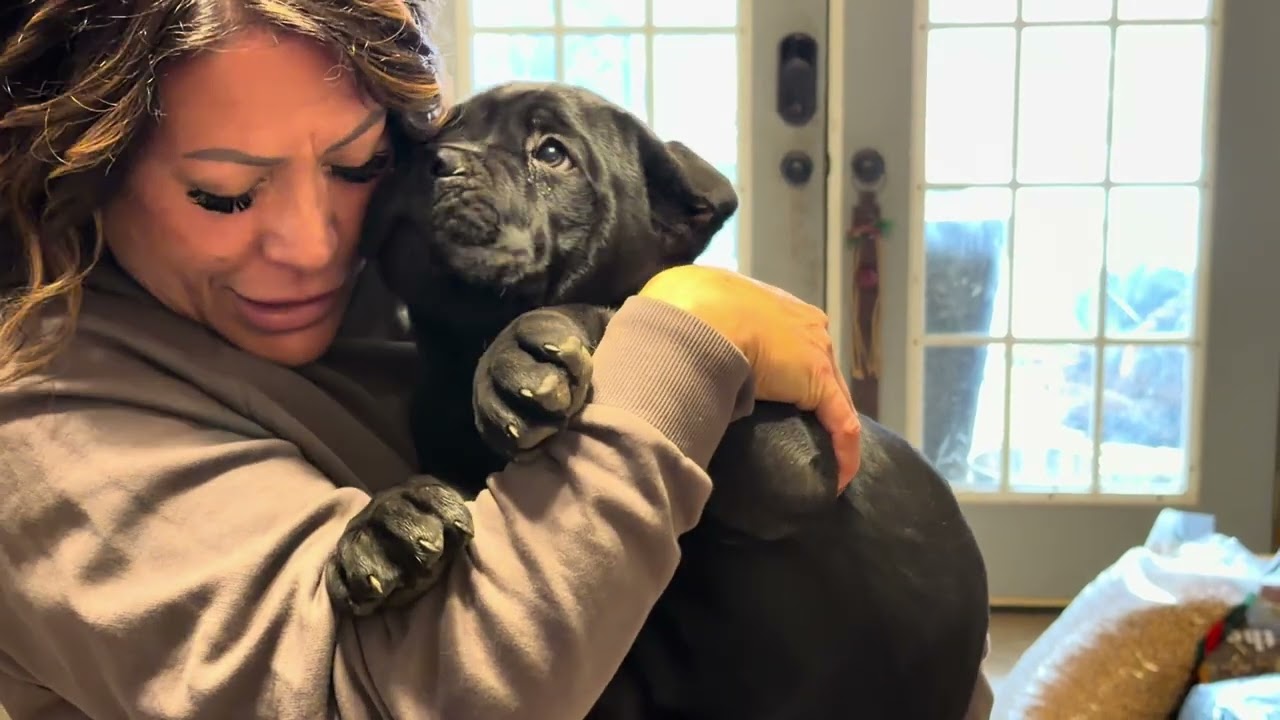 Black Cane Corso male puppy 