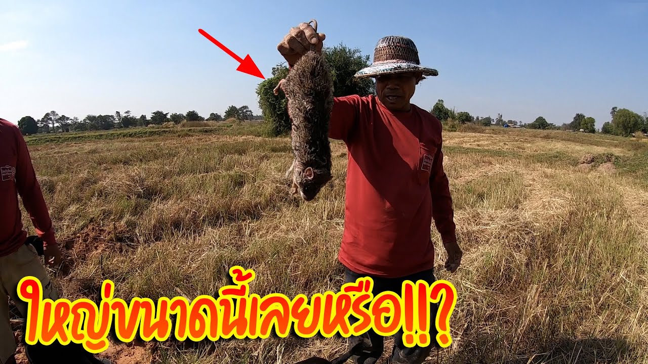 สุดระทึก!! ตัวใหญ่มาก สามทหารเสือออกหาขุดหนูพุก