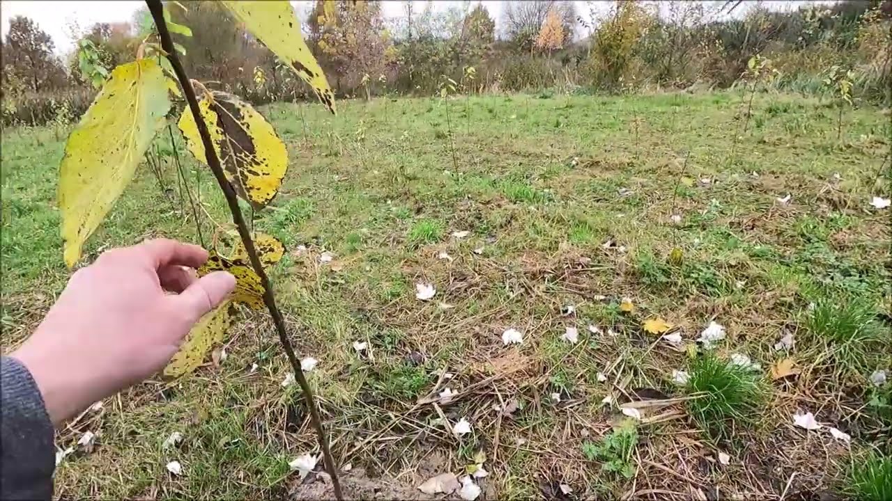 Topola Energetyczna - Plantacja - 1 rok jesień