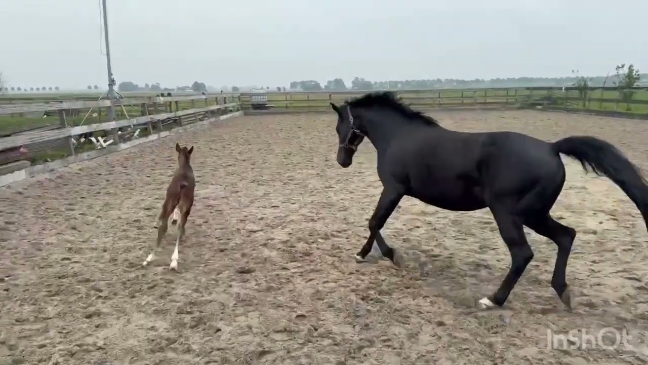 Lieve Fee is er niet meer…..